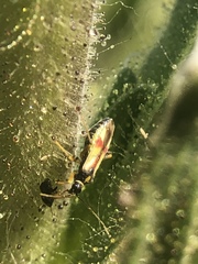 Tupiocoris californicus