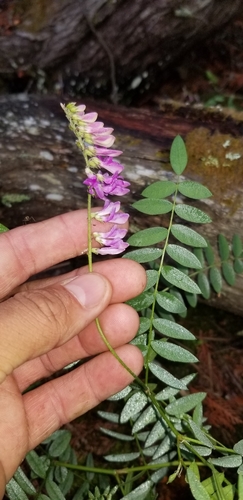 Alpine Sweet-vetch