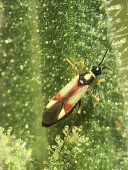 Tupiocoris californicus