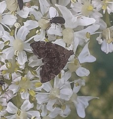 Anthophila fabriciana