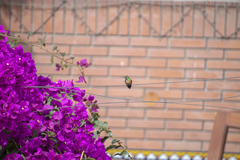 Amazilis amazilia amazilia