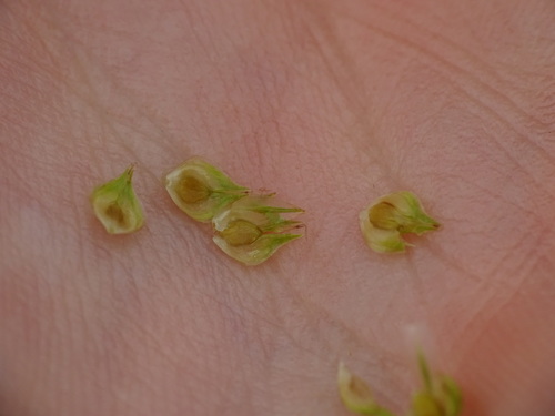 Image of Carex cumulata by no rights reserved
