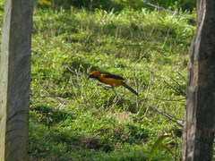 Icterus auricapillus