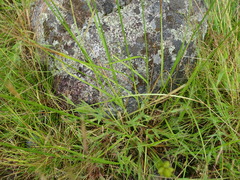 Carex cumulata