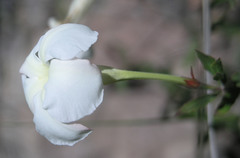 Mandevilla brachysiphon
