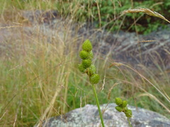 Carex cumulata