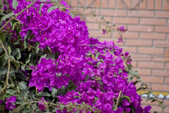 Amazilis amazilia amazilia