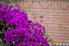 Amazilis amazilia amazilia