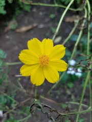 Coreopsideae