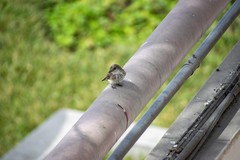 Pyrocephalus rubinus obscurus