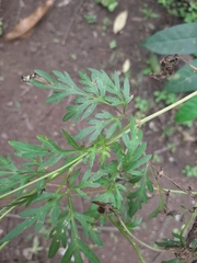 Coreopsideae