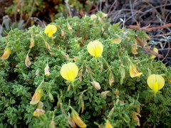 Ononis ramosissima