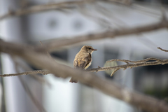 Pyrocephalus rubinus obscurus