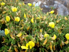Ononis ramosissima