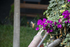 Amazilis amazilia amazilia