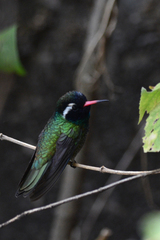 White-Eared Hummingbird photo 3