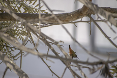 Amazilis amazilia amazilia