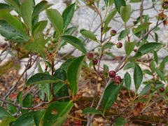Amelanchier interior