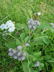 Arctium tomentosum