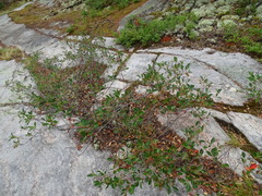 Amelanchier interior