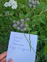 Arctium tomentosum
