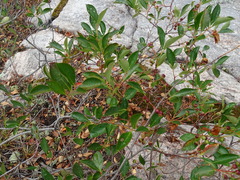 Amelanchier interior