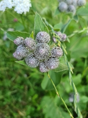 Arctium tomentosum