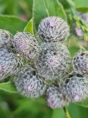 Arctium tomentosum