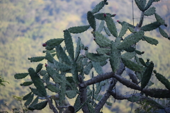 Opuntia auberi
