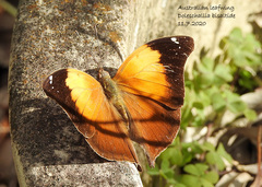 Doleschallia bisaltide australis