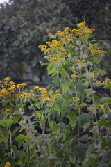 Verbesina montanoifolia