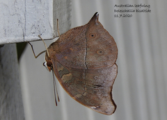 Doleschallia bisaltide australis