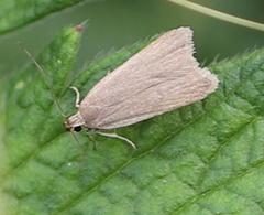 Acompsia cinerella
