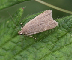 Acompsia cinerella