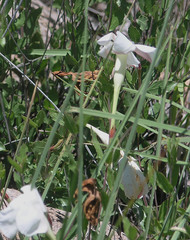 Mandevilla brachysiphon