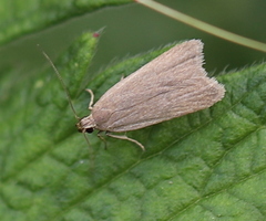 Acompsia cinerella