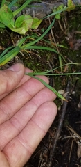 Carex atratiformis