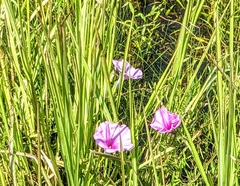 Ipomoea sagittata