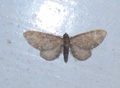 Eupithecia vulgata