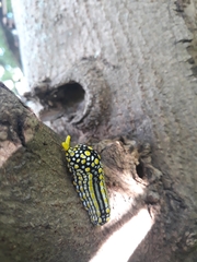 Mimoides thymbraeus aconophos