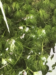 Ranunculus pseudofluitans