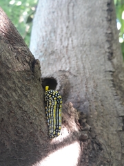 Mimoides thymbraeus aconophos