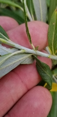 Salix pellita