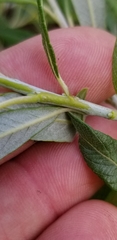 Salix pellita
