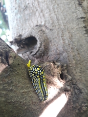 Mimoides thymbraeus aconophos