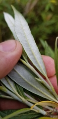 Salix pellita