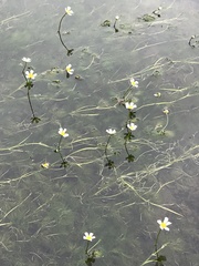 Ranunculus pseudofluitans