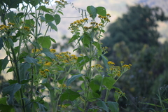 Verbesina montanoifolia