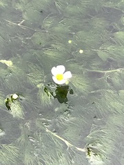 Ranunculus pseudofluitans