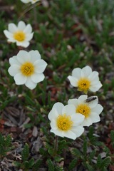 Dryas